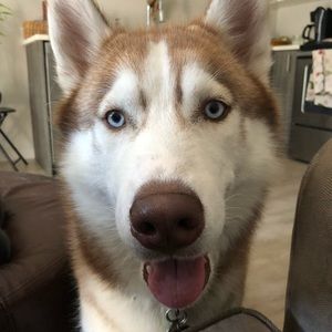 Meet your Posher, Jake